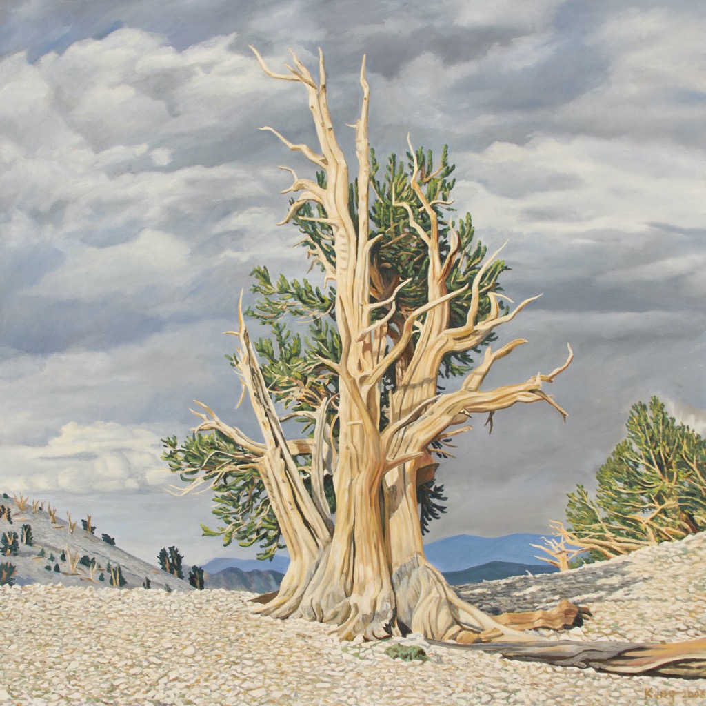 Bristlecone 6