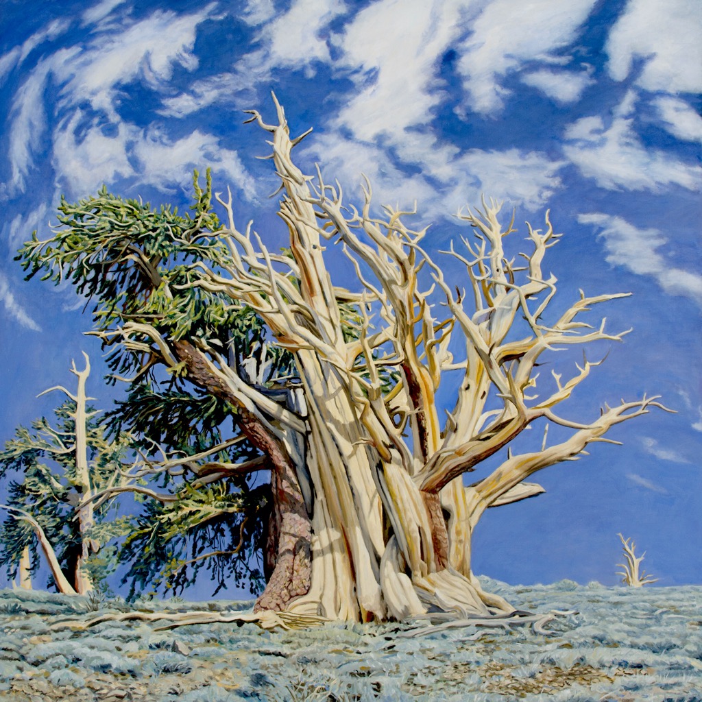 Bristlecone 8