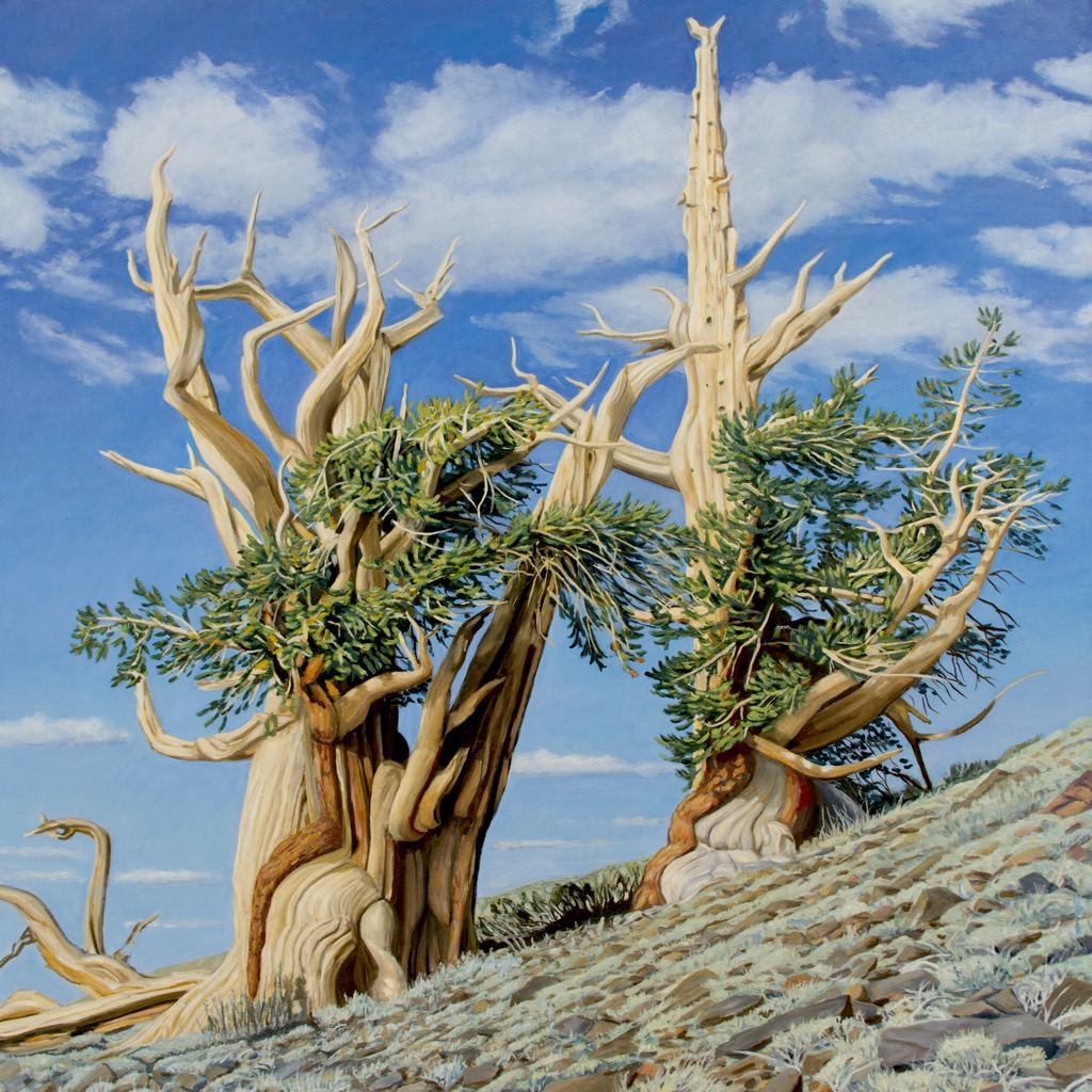 Bristlecone 11