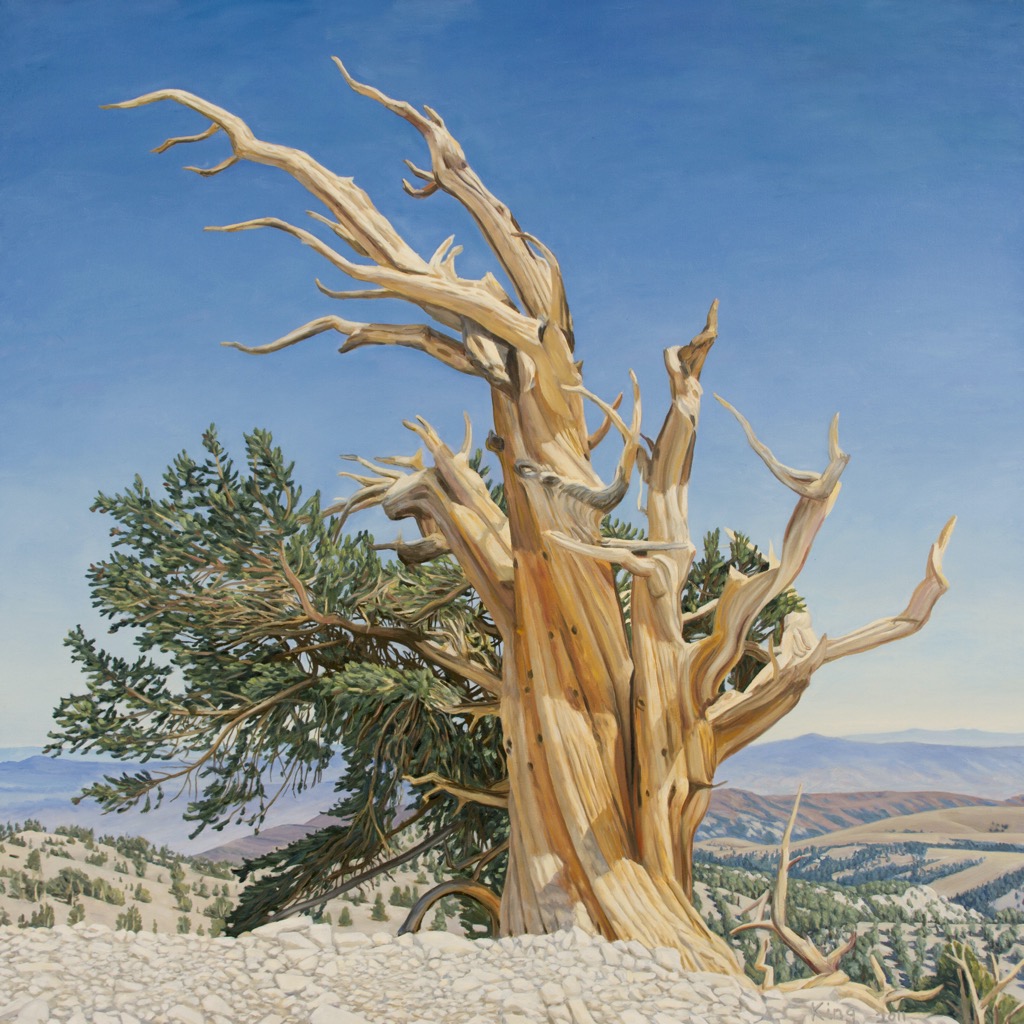 Bristlecone 14