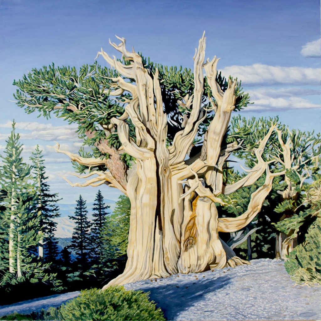 Bristlecone 17