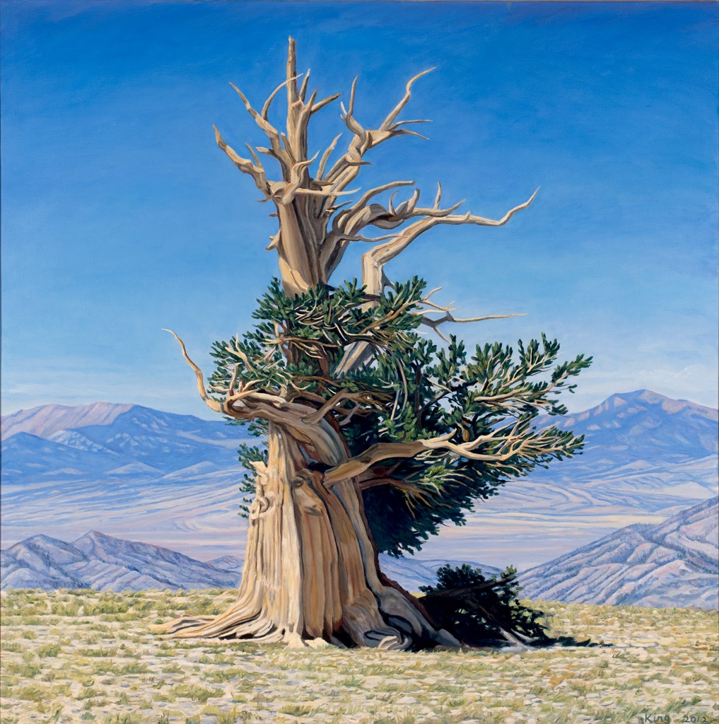 Bristlecone Pines